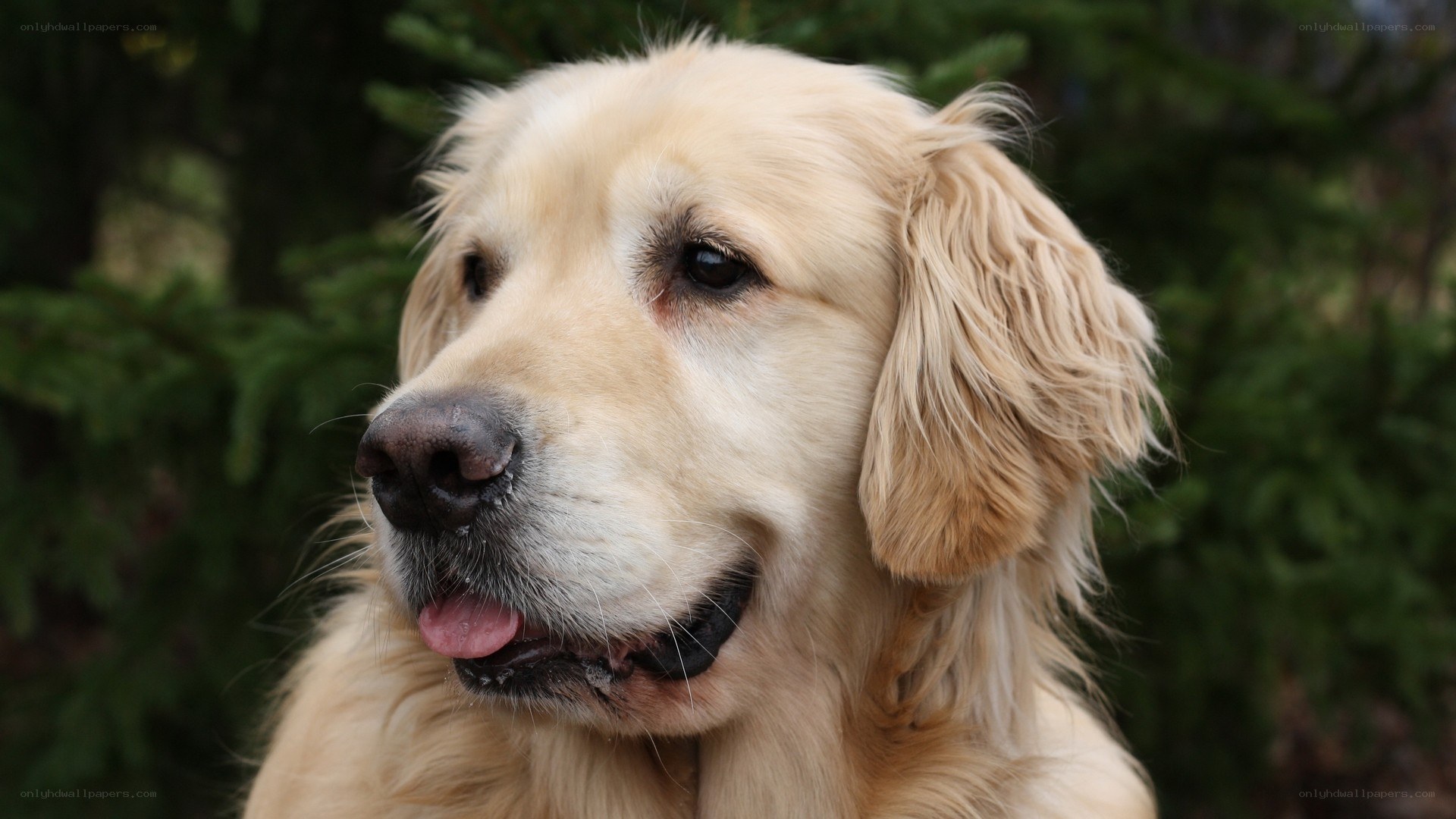 golden retriever portrait
