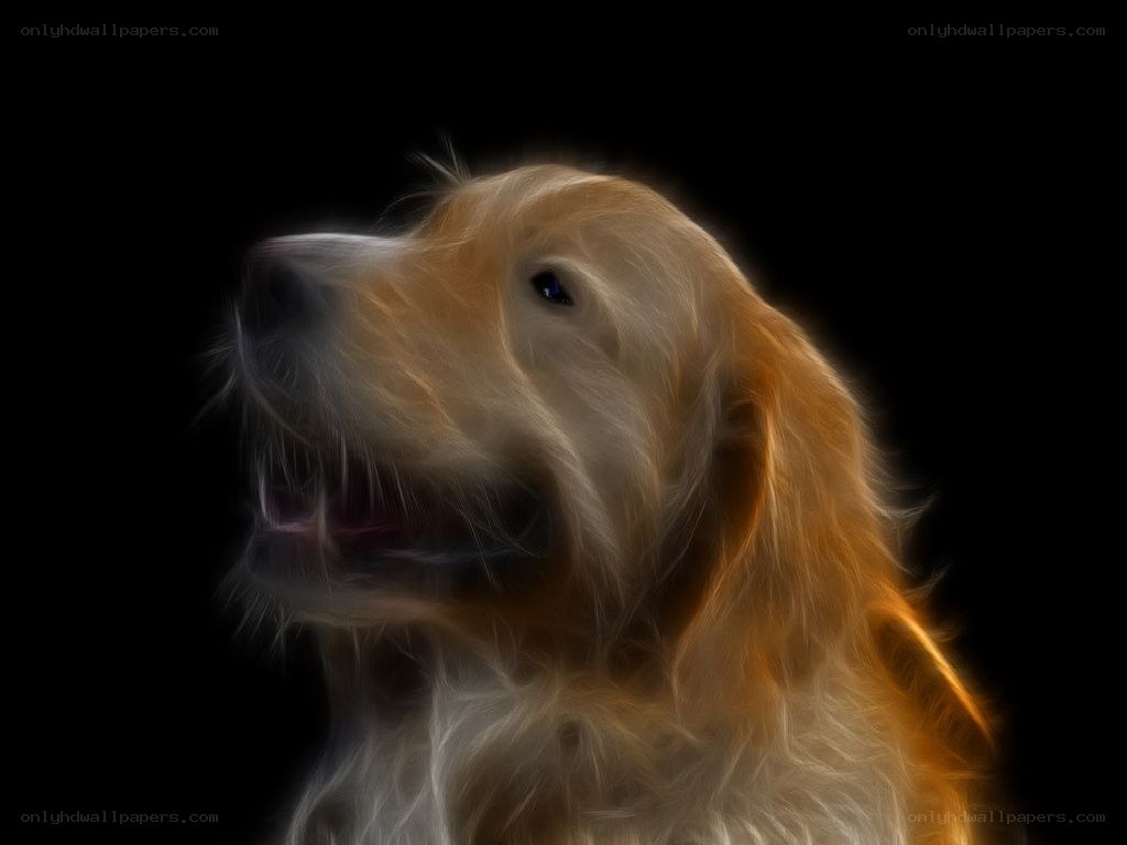 golden retriever portrait
