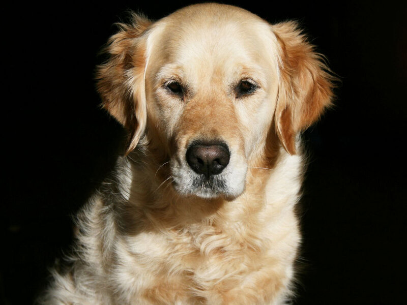 Golden Retriever portrait