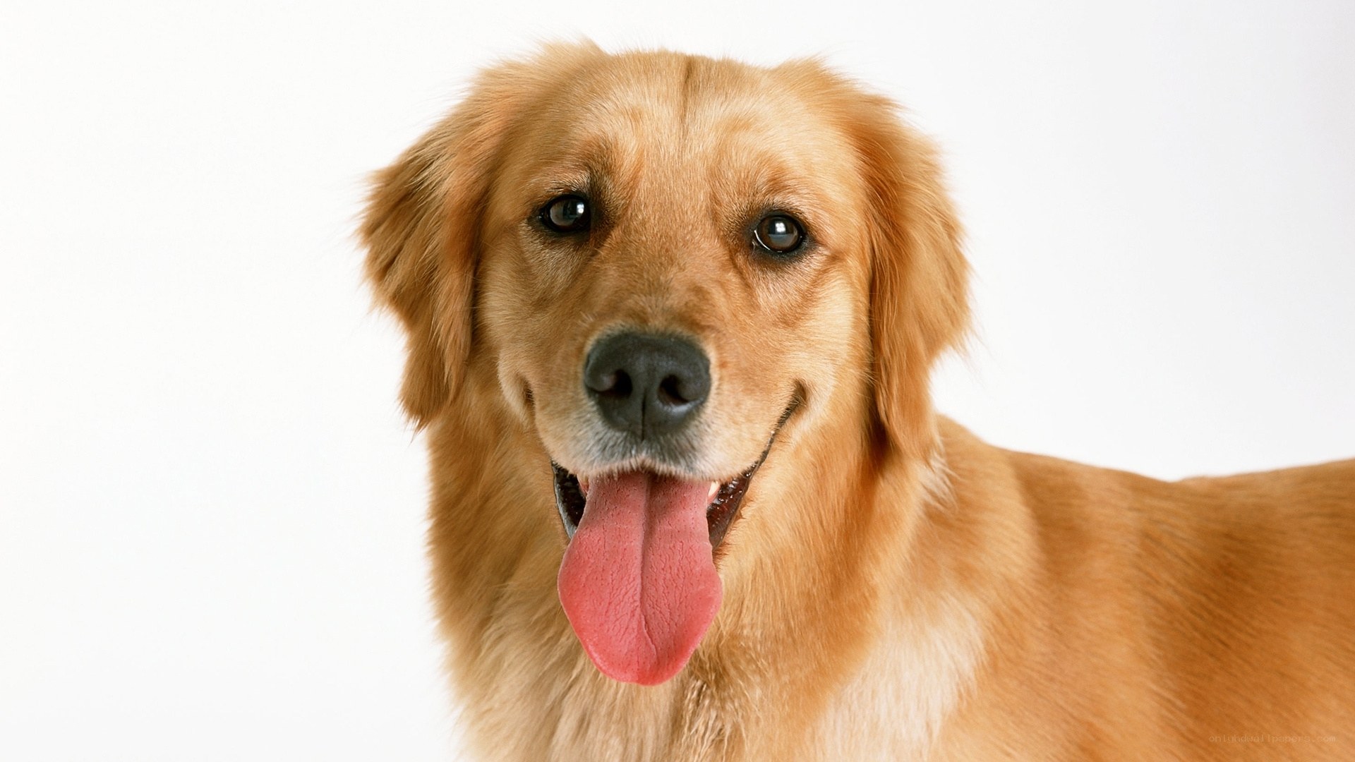 golden retriever portrait