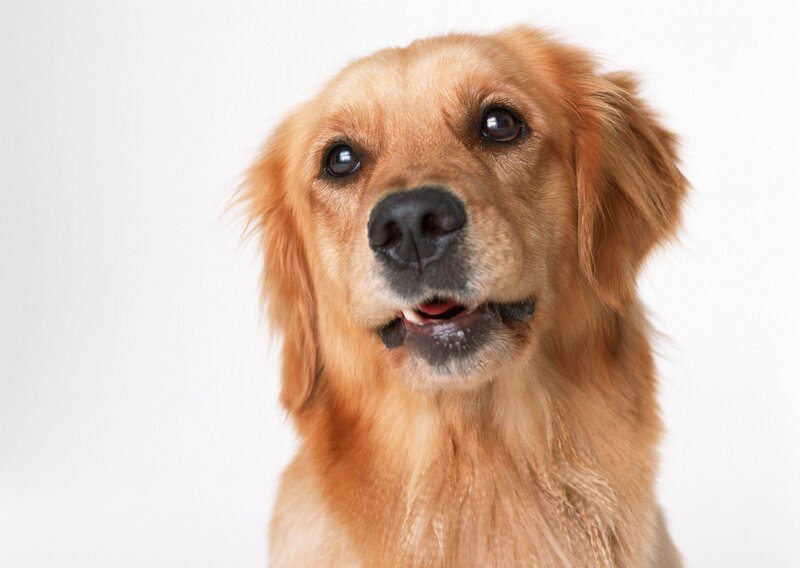 golden retriever portrait