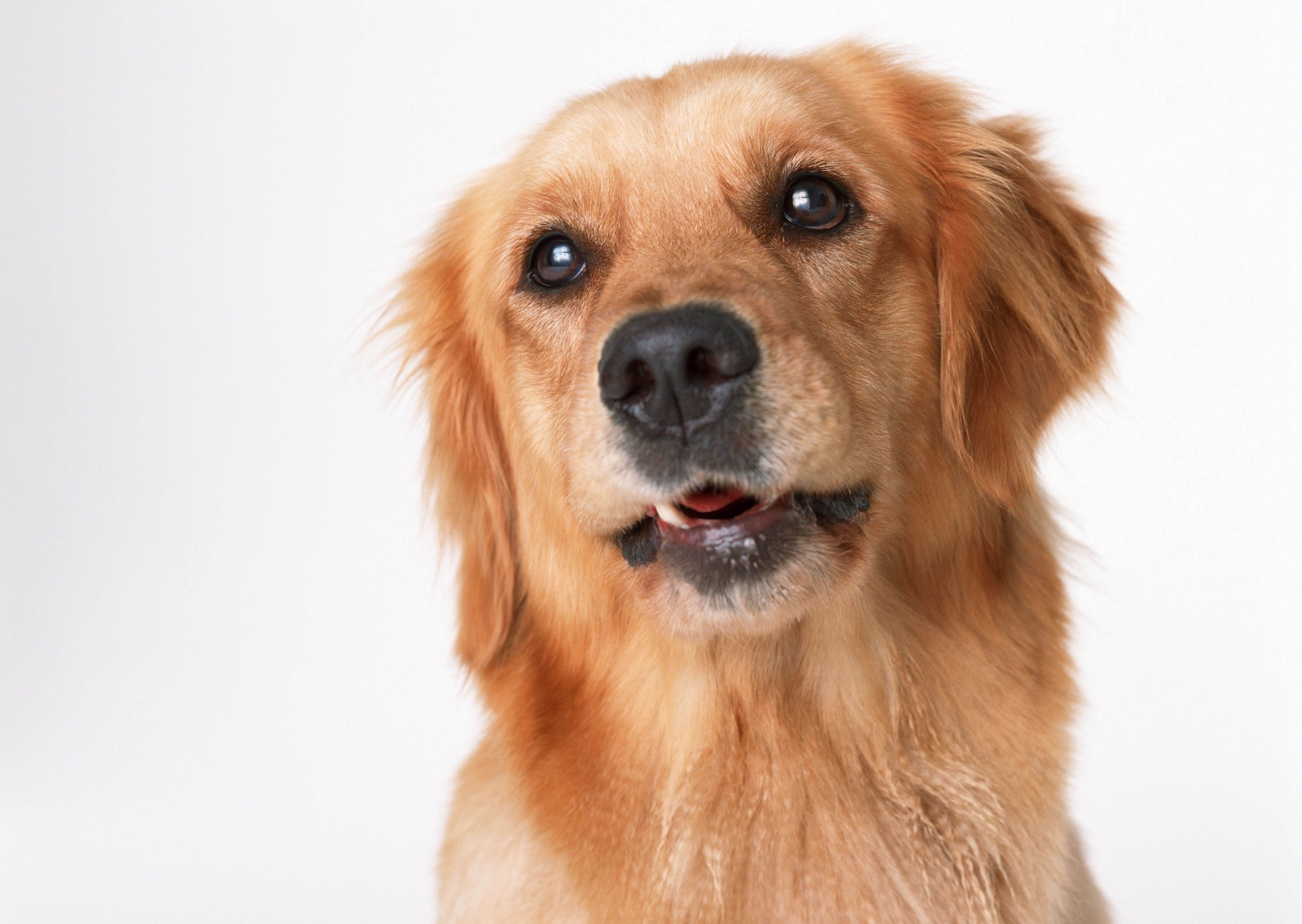 golden retriever portrait