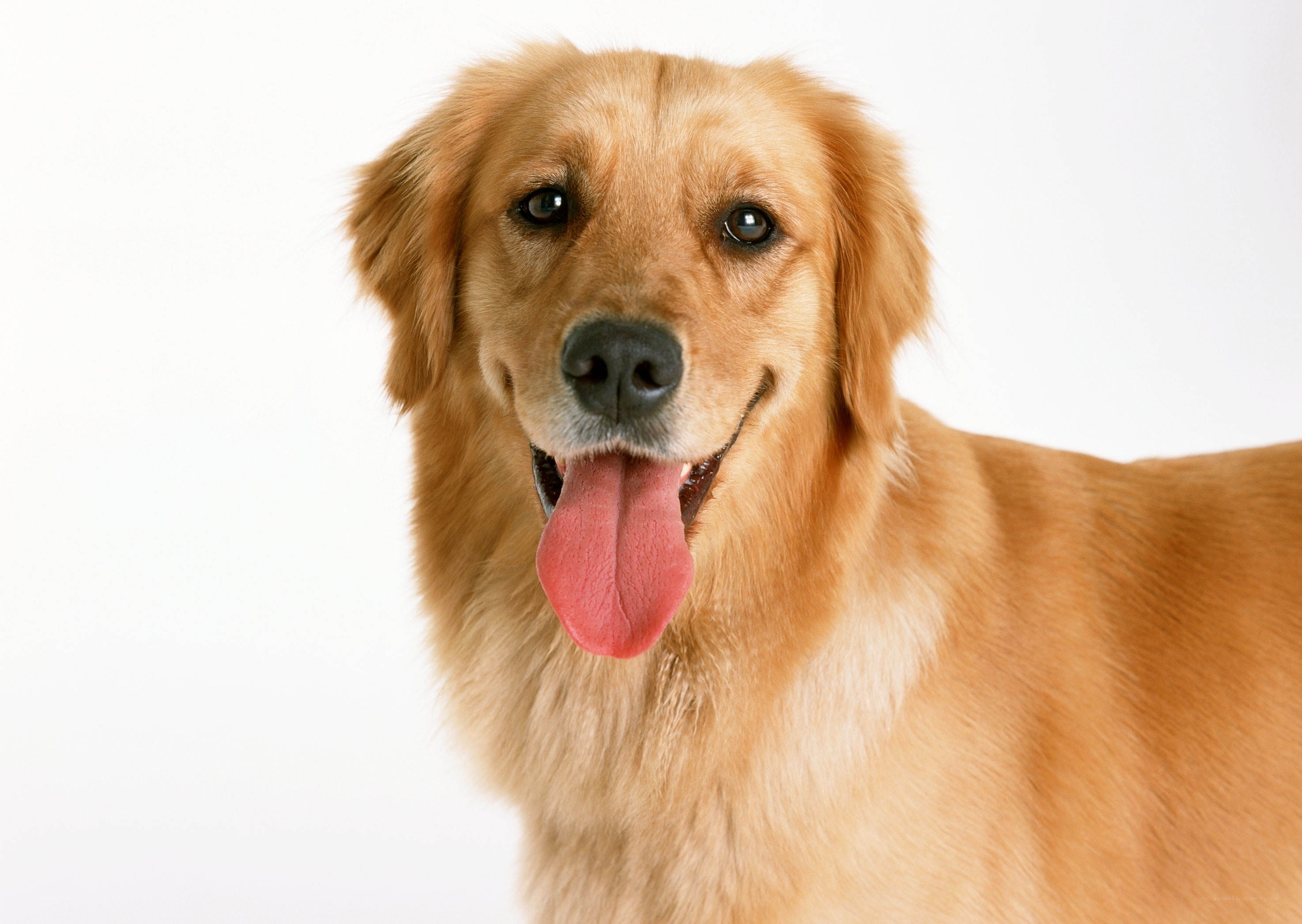 golden retriever portrait