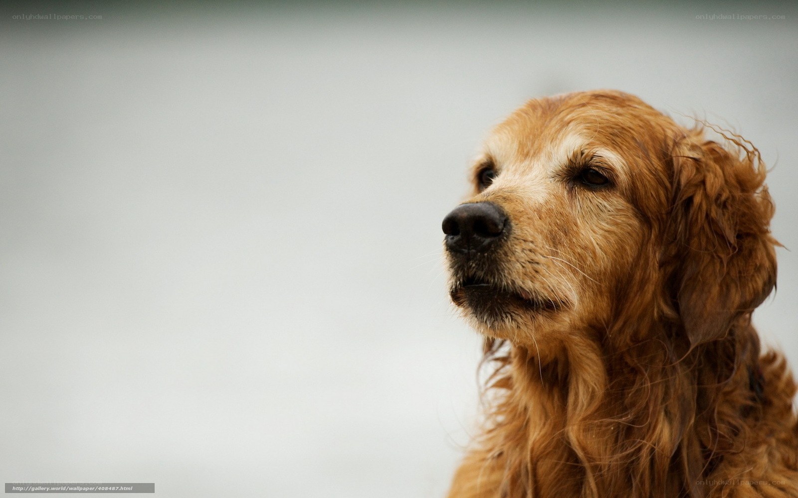 Golden Retriever Portrait