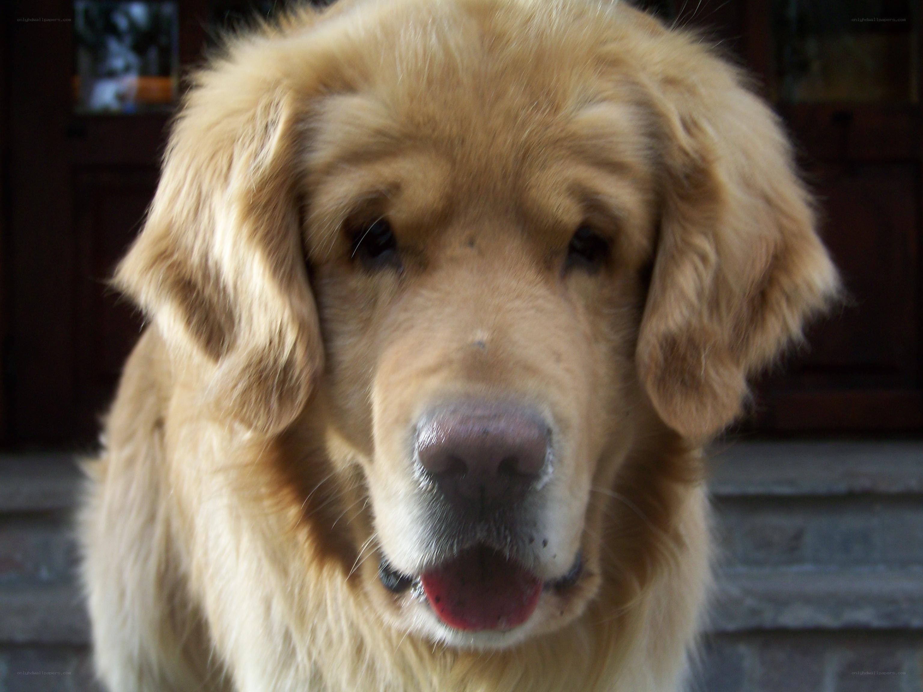 Golden Retriever portrait