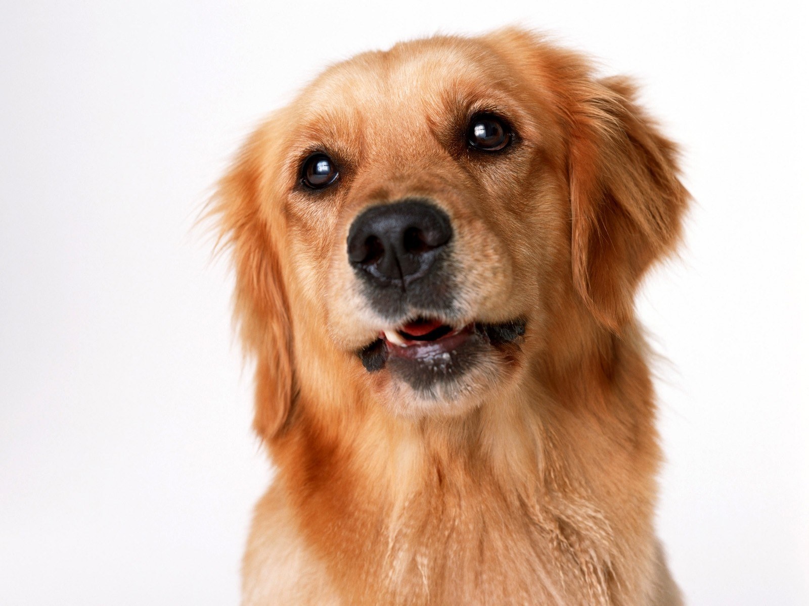 golden retriever portrait