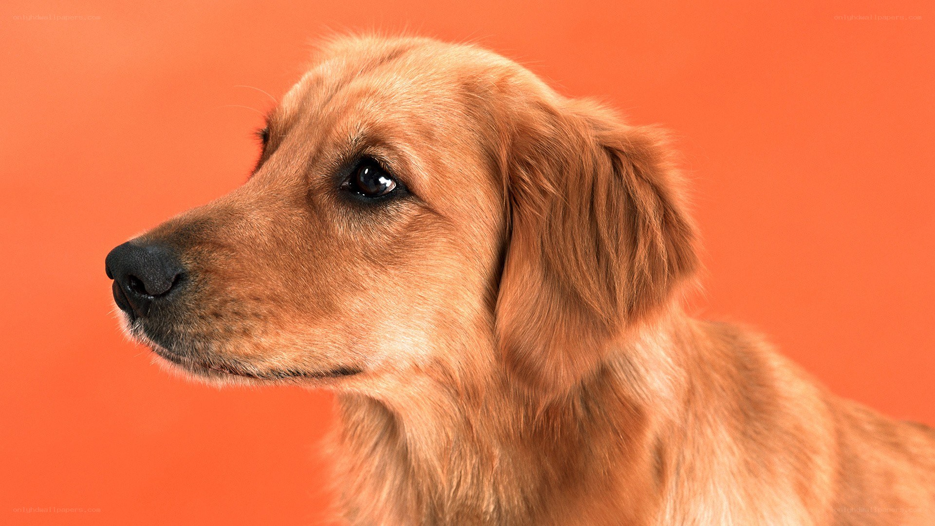 golden retriever portrait