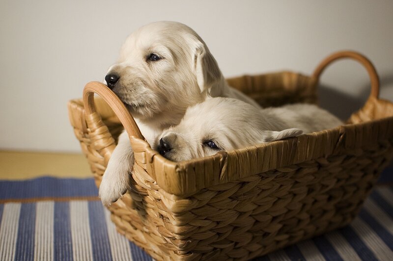 Golden Retriever Puppies — Beige, Calm