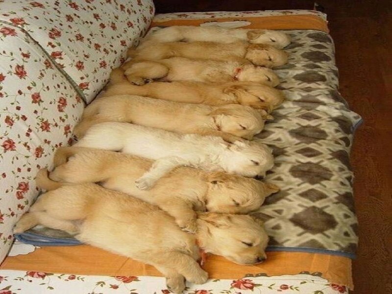 Golden Retriever Puppies — Beige