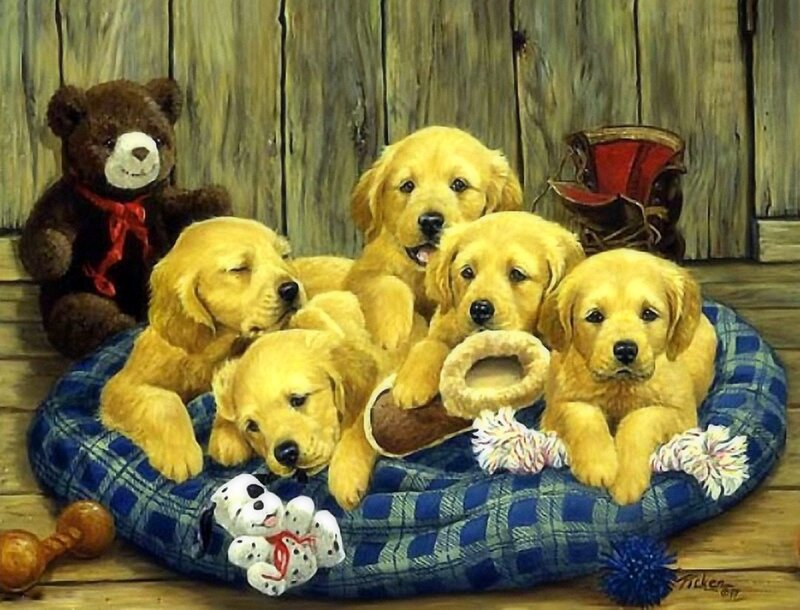 Golden Retriever Puppies — Blue, Cozy