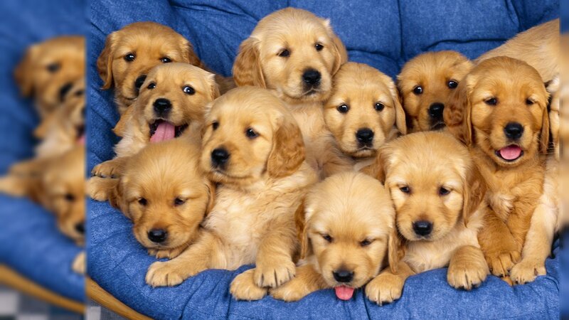 Golden Retriever Puppies — Blue, Cuddly
