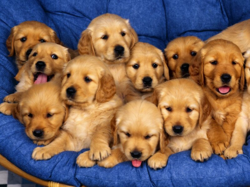 Golden Retriever Puppies — Blue, Cute, Photograph