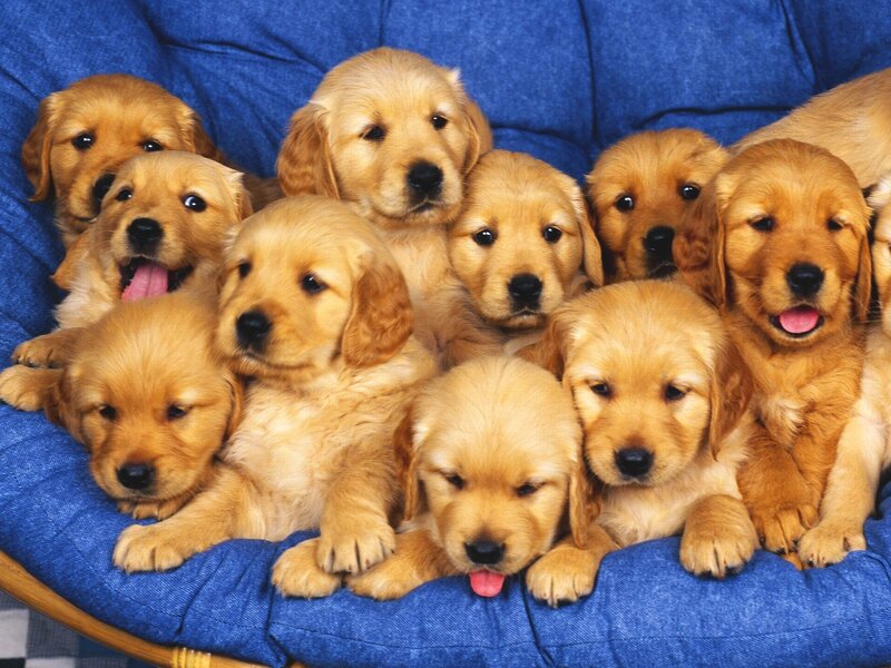 Golden Retriever Puppies — Blue, Playful, Photograph, Couch