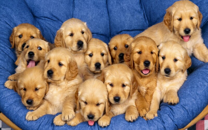 Golden Retriever Puppies — Blue, Playful