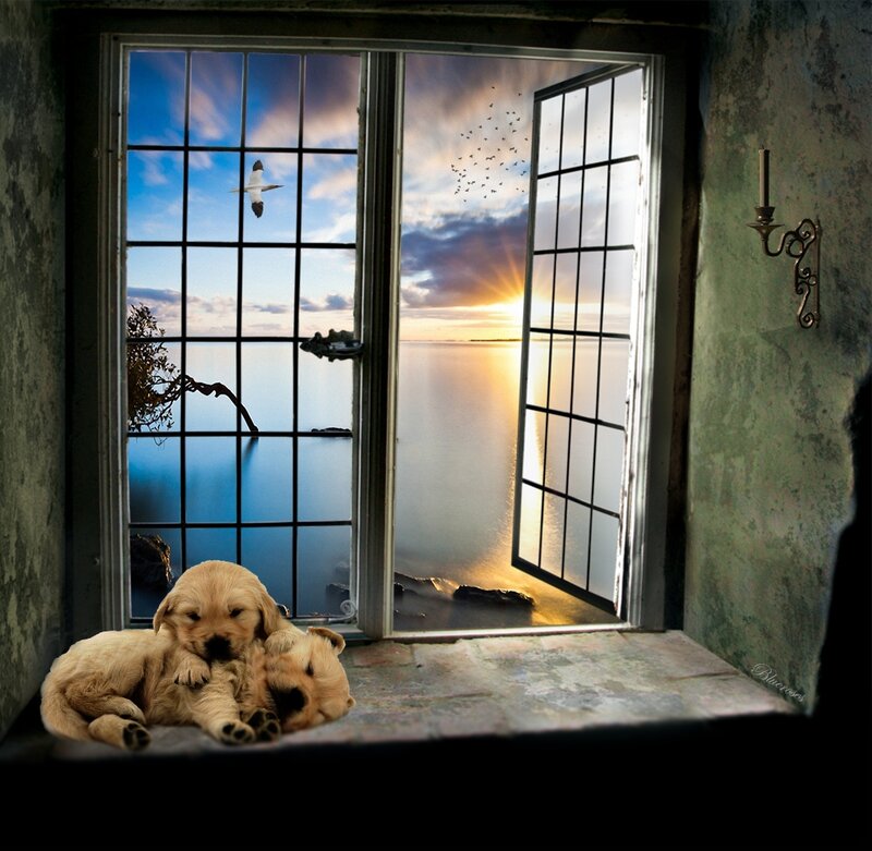 Golden Retriever Puppies — Blue, Serene, Sunset