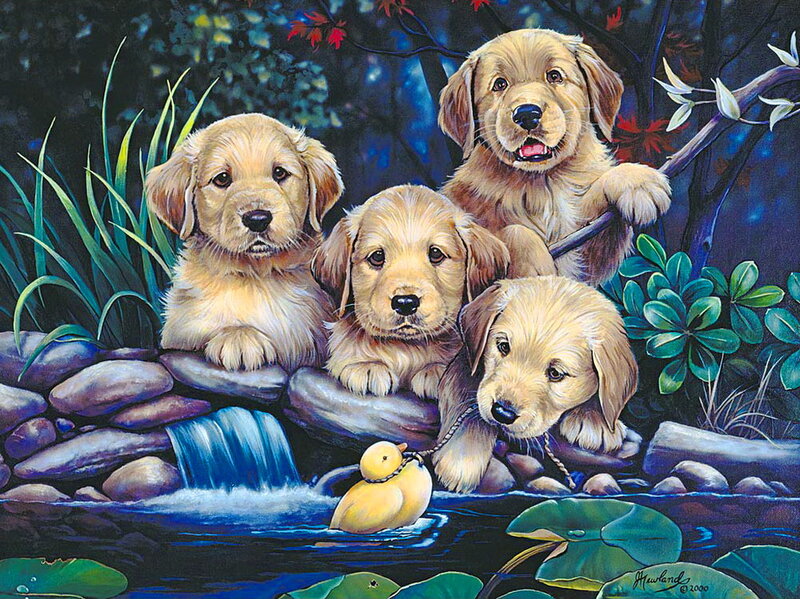 Golden Retriever Puppies — Blue, Serene