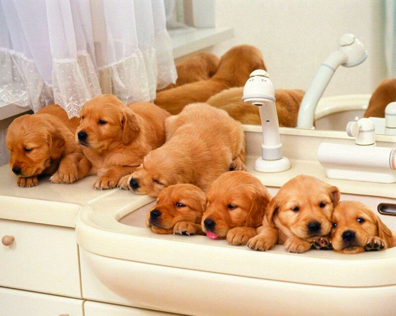 Golden Retriever Puppies — Brown, Calm, Photograph, Sink