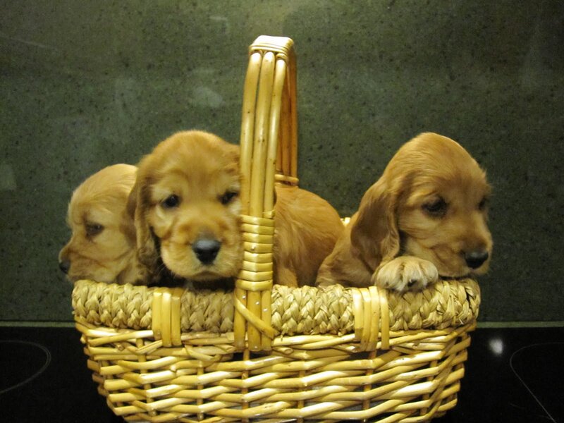 Golden Retriever Puppies — Brown, Calm, Photograph