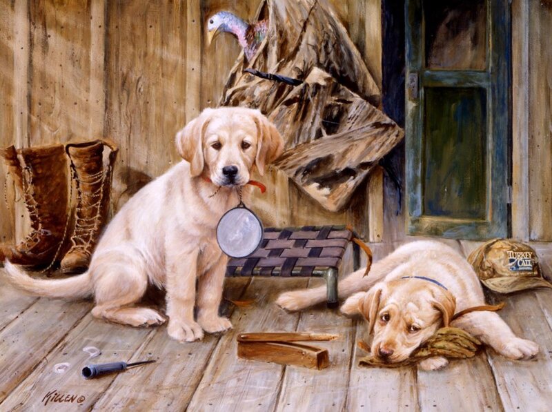 Golden Retriever Puppies — Brown, Calm