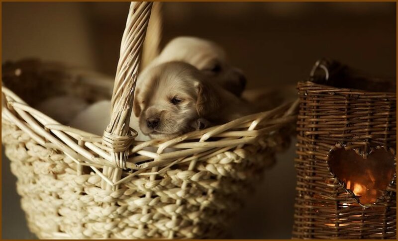 Golden Retriever Puppies — Brown, Cozy