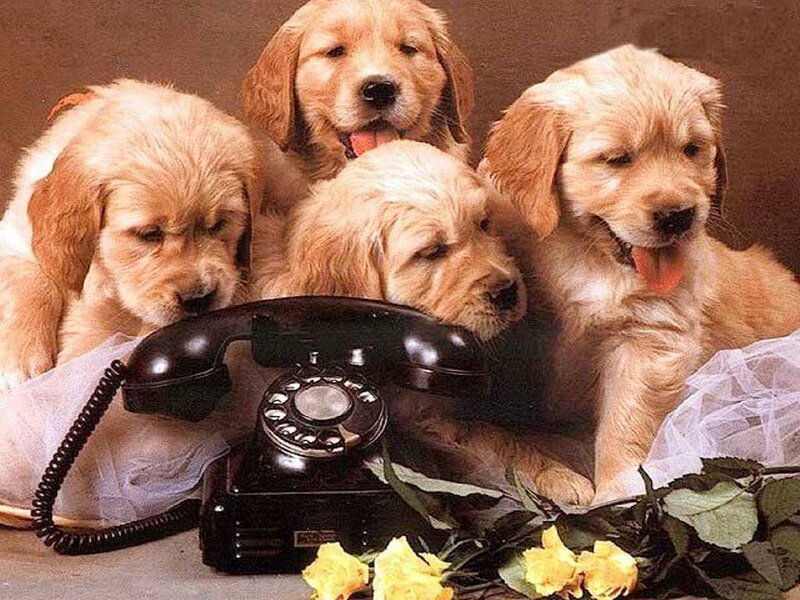 Golden Retriever Puppies — Brown, Cute