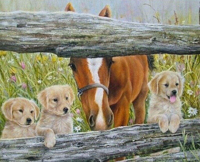 Golden Retriever Puppies — Brown, Peaceful
