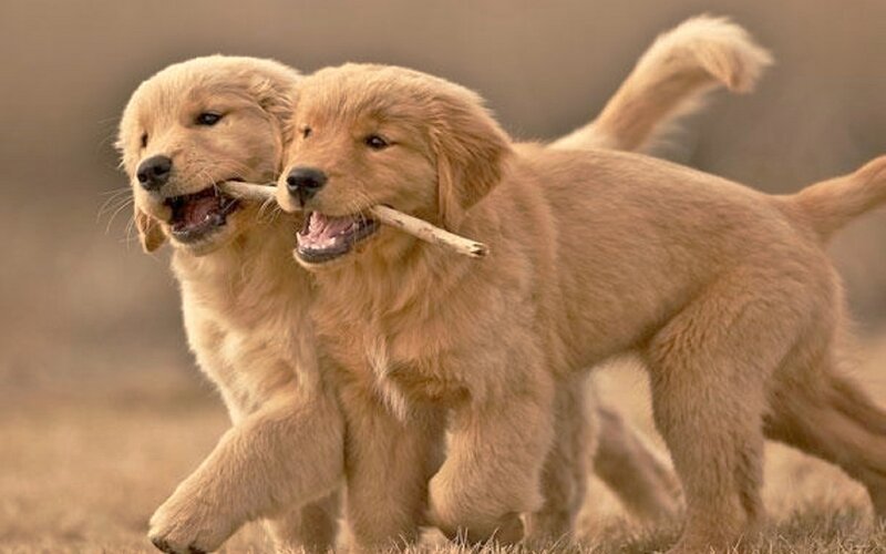 Golden Retriever Puppies — Brown, Playful, Afternoon, Photograph