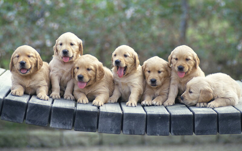 Golden Retriever Puppies — Brown, Playful, Afternoon