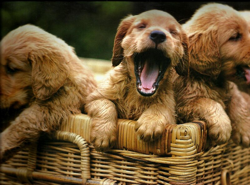 Golden Retriever Puppies — Brown, Playful, Photograph