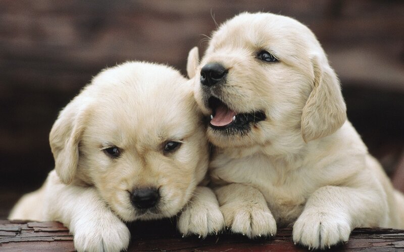 Golden Retriever Puppies — Cream, Calm, Photograph