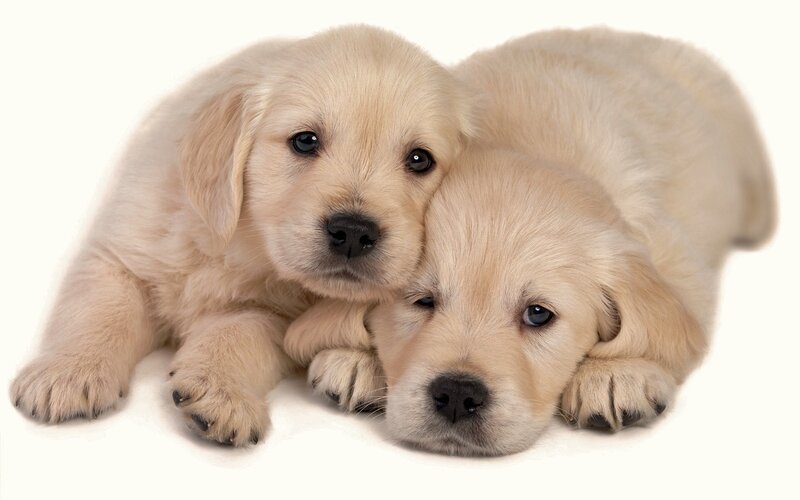 Golden Retriever Puppies — Cream