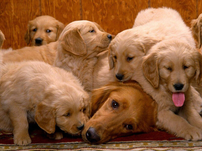 Golden Retriever Puppies — Gold, Calm, Photograph