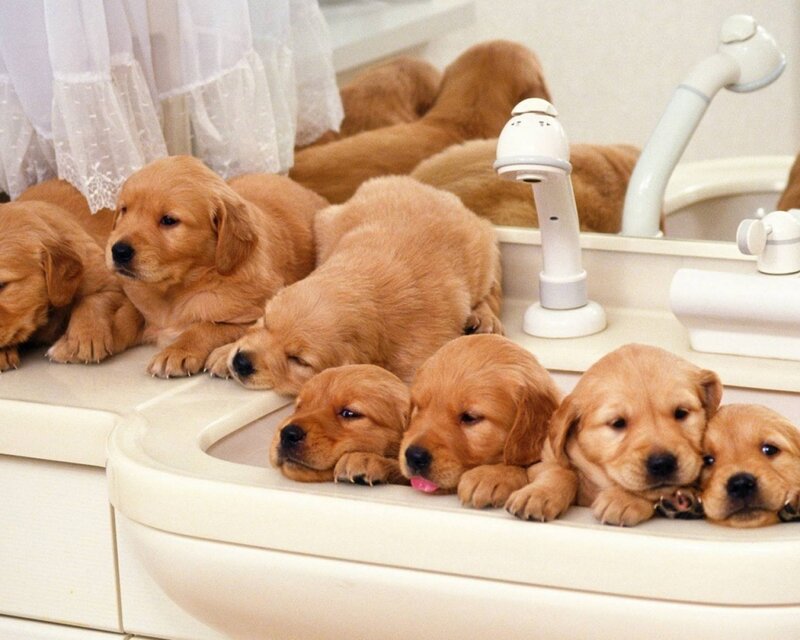 Golden Retriever Puppies — Gold, Calm