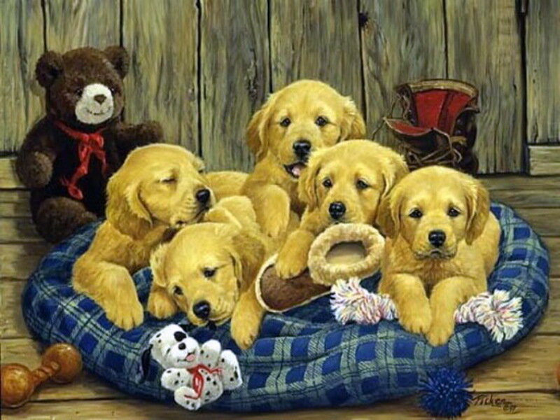 Golden Retriever Puppies — Gold, Cozy