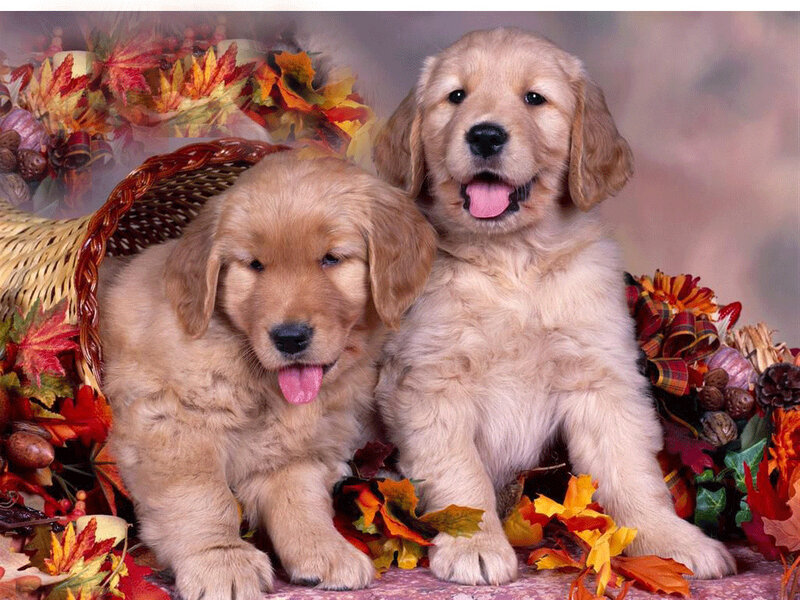 Golden Retriever Puppies — Gold, Festive, Autumn