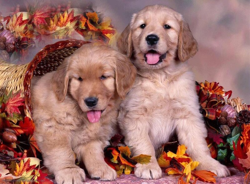 Golden Retriever Puppies — Gold, Festive
