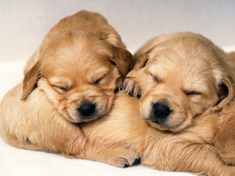 Golden Retriever Puppies — Gold, Peaceful, Photograph, Sleeping