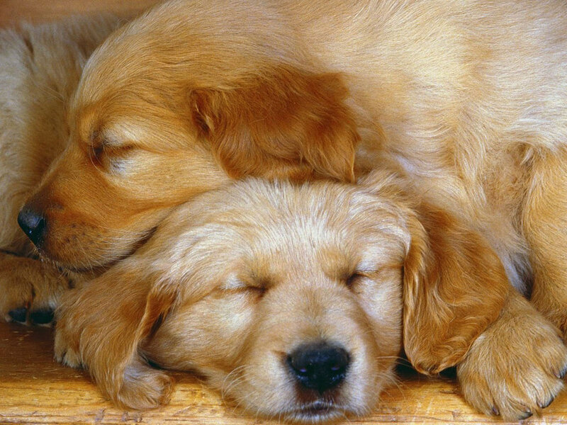 Golden Retriever Puppies — Gold, Peaceful, Photograph