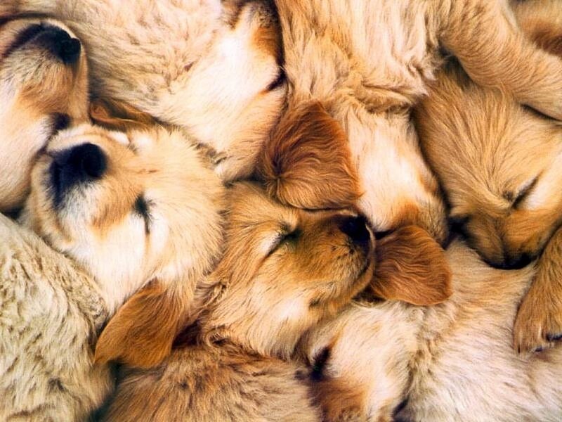Golden Retriever Puppies — Gold, Peaceful