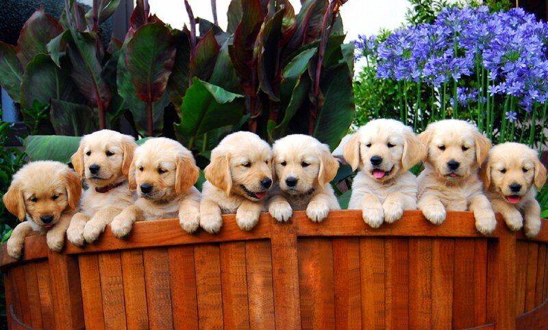 Golden Retriever Puppies — Gold, Playful, Afternoon, Photograph