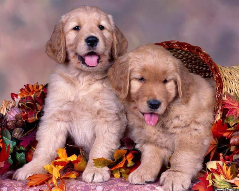 Golden Retriever Puppies — Gold, Playful