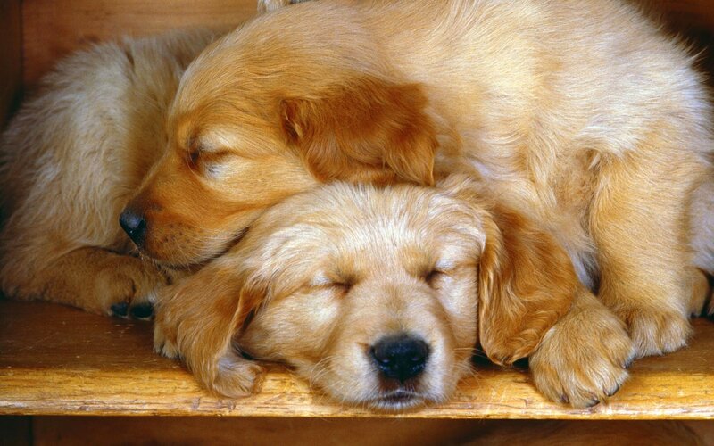 Golden Retriever Puppies — Gold