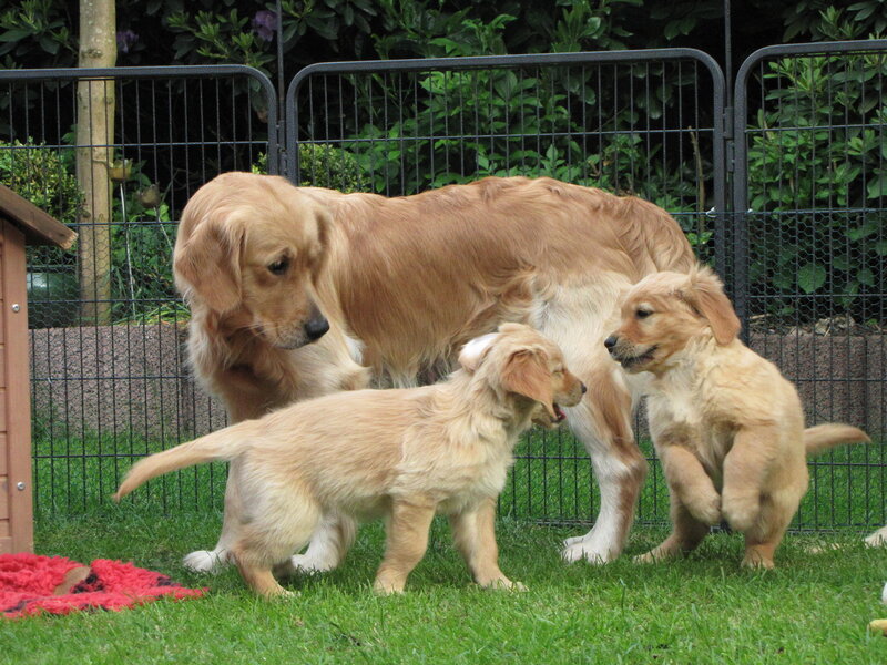 Golden Retriever Puppies — Green, Calm