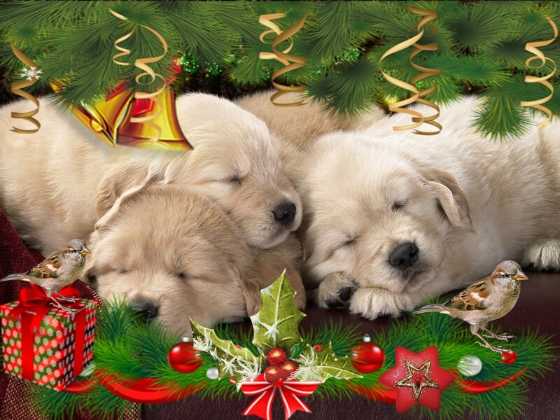 Golden Retriever Puppies — Green, Festive
