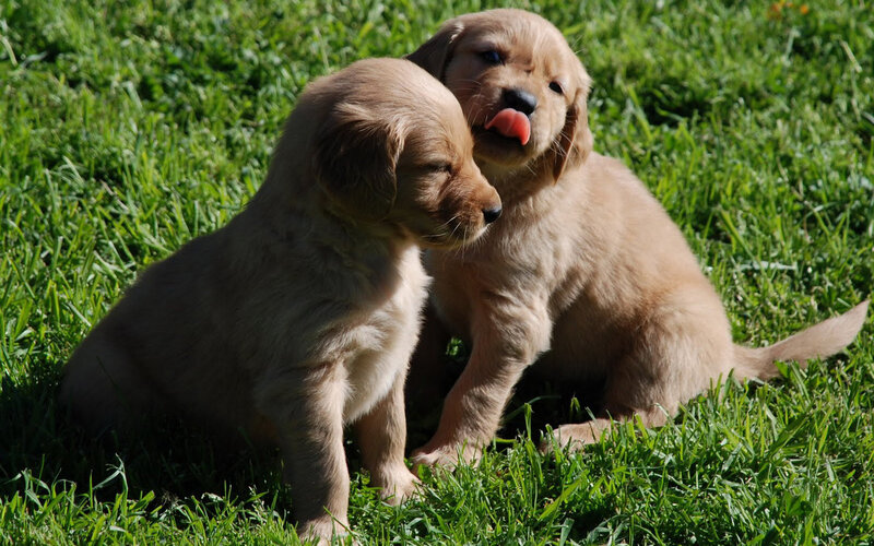 Golden Retriever Puppies — Green, Playful, Afternoon