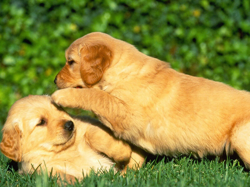 Golden Retriever Puppies — Green, Playful