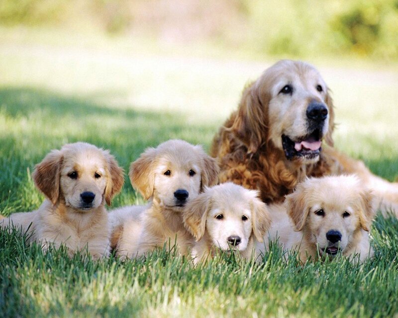 Golden Retriever Puppies — Green