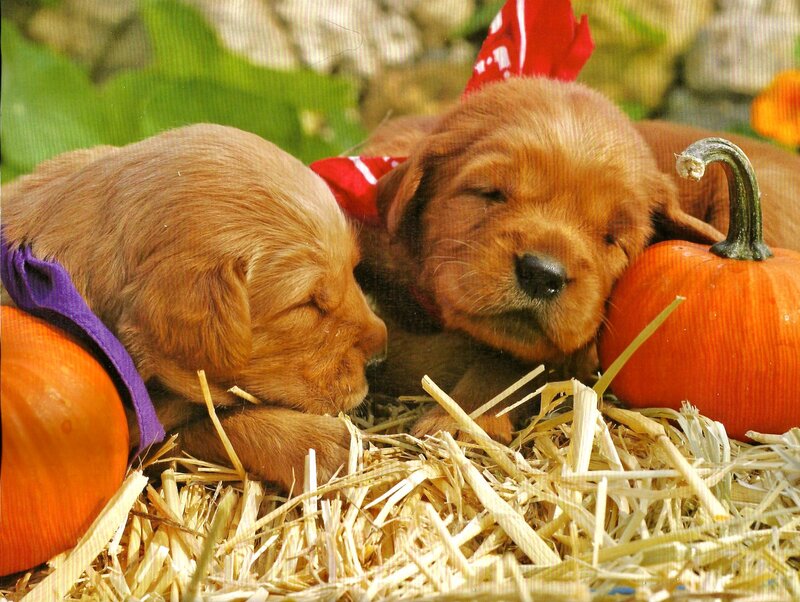 Golden Retriever Puppies — Orange
