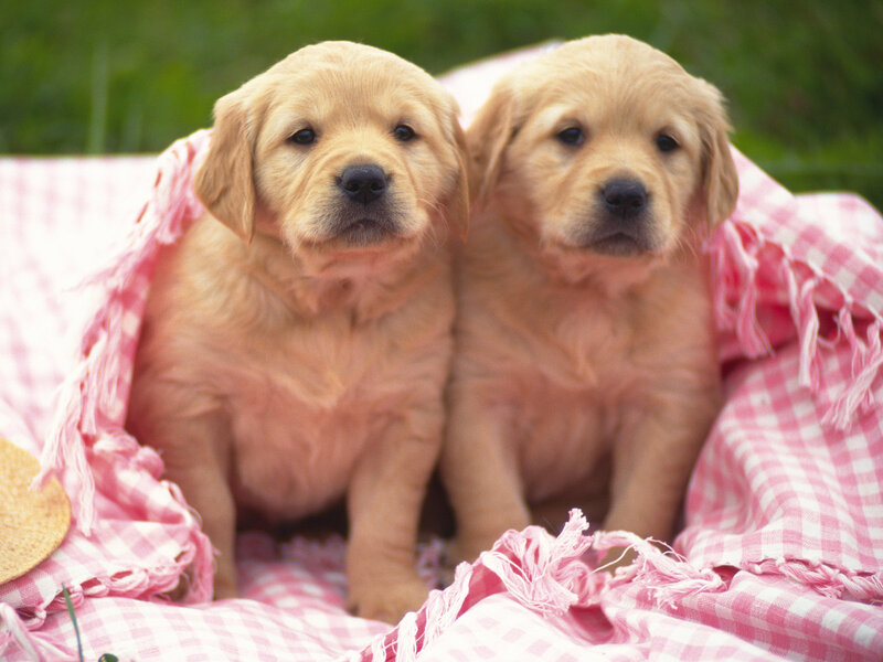 Golden Retriever Puppies — Pink, Calm