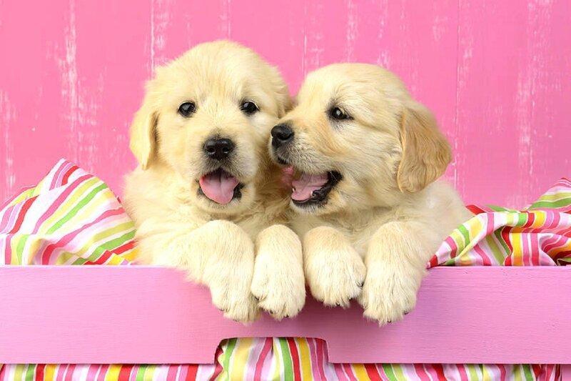 Golden Retriever Puppies — Pink, Playful